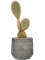 Opuntia galapageia (60-80) in Cement & Stone - Foto 79552