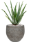 Aloe vera barbadensis in Cement & Stone - Foto 79558