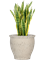 Sansevieria trifasciata 'Laurentii' in Mediterranean - Foto 79579