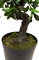 Chinesischer Feigenbaum, Ficus Bonsai Kunstpflanze, 107  cm - Foto 80498