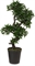 Chinesischer Feigenbaum, Ficus Bonsai Kunstpflanze, 107  cm - Foto 80499