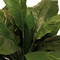 Einblatt - Spathiphyllum Kunstpflanze, 90 cm - Foto 80502