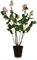 Flieder - Syringa vulgaris Kunstpflanze Höhe 79 cm - Foto 80535
