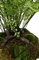 Frauenhaarfarn Adiantum capillus-veneris Kunstpflanze, 90 cm - Foto 80536