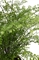 Frauenhaarfarn Adiantum capillus-veneris Kunstpflanze, 90 cm - Foto 80537