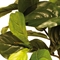 Geigenfeige - Ficus Lyrata, Kunstpflanze 152 cm - Foto 80544