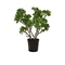 Jadebaum Crassula Ovata Kunstpflanze, 56 cm - Foto 80572