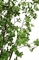 Japanische Prachtglocke Kunstpflanze 175 cm - Foto 80573