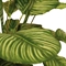 Korbmarante - Calathea Kunstpflanze, 65 cm - Foto 80580