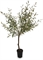 Olivenbaum - Olea europaea Kunstpflanze 150 cm - Foto 80587
