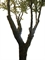 Olivenbaum - Olea europaea Kunstpflanze 245 cm - Foto 80588