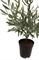 Olivenstrauch - Olea europaea Kunstpflanze 51 cm, getopft - Foto 80590