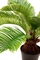 Palmfarn Cycas Kunstpflanze 59 cm - Foto 80592