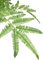 Riesenfarn Kunstpflanze, 185 cm - Foto 80597