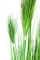 Zwiebelgras Kunstpflanze, dicht gewachsen, 122 cm, grün - Foto 80623