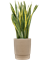 Sansevieria trifasciata 'Laurentii' in Chao Soil (Vulkastrat) - Foto 80874