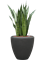 Sansevieria zeylanica in Baq Polystone Plain Hydroculture - Foto 80885