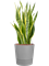 Sansevieria trifasciata 'Laurentii' in Greensense Aqua Care Hydroculture - Foto 80992