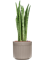 Sansevieria zeylanica 'Narrow' in Doric Natural Hydroculture - Foto 81026