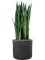 Sansevieria trifasciata 'Black Tiger' in Baq Raindrop Hydroculture - Foto 81029