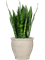 Sansevieria zeylanica in Mediterranean Soil (Vulkastrat) - Foto 81084