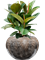 Ficus elastica 'Robusta' in Baq Luxe Lite Universe Comet Soil (Vulkastrat) - Foto 81606