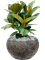 Ficus elastica 'Robusta' in Baq Luxe Lite Universe Layer Soil (Vulkastrat) - Foto 81607