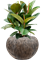 Ficus 'Robusta' in Baq Luxe Lite Universe Waterfall Soil (Vulkastrat) - Foto 81609