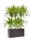 Dracaena fragrans 'Lemon Lime' in Baq Terrazzo Hydroculture - Foto 81688