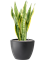 Sansevieria trifasciata 'Laurentii' in Pure® Soil (Vulkastrat) - Foto 81916