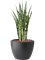 Sansevieria zeylanica in Pure® Hydroculture - Foto 81921