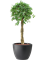 Ficus microcarpa \u2018Nitida\u2019 in Pure® Hydroculture - Foto 81928