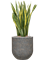 Sansevieria trifasciata 'Laurentii' in Baq Naturescast Soil (Vulkastrat), 41021 - Foto 81953