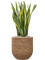 Sansevieria trifasciata 'Laurentii' in Baq Naturescast Soil (Vulkastrat) - Foto 81954