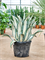 Agave amerciana mediopicta 'Alba' Green/grey - Foto 82220