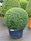 Buxus sempervirens Ball (80) - Foto 82234