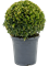 Buxus sempervirens Ball (30+) - Foto 82235