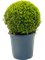 Buxus sempervirens Ball (30-35) - Foto 82236