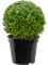 Buxus sempervirens Ball (45+) - Foto 82237