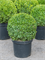 Buxus sempervirens Ball (40) - Foto 82238