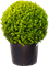 Buxus sempervirens Ball (50) - Foto 82239