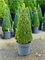 Buxus sempervirens Pyramid (70+) - Foto 82242