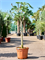 Ficus carica (180-240) Stem - Foto 82266