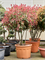 Photinia x fraseri 'Pink Marble' (200-220) Branched - Foto 82322