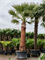 Washingtonia filifera (475-525) Stem (220-260) - Foto 82356