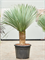 Yucca rostrata Stem 40-50 - Foto 82372