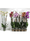 Phalaenopsis mix 10/tray 3-Branches 18+ - Foto 82380