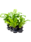 Asplenium nidus 6/tray, 41336 - Foto 82439