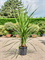 Cordyline australis 2-3 ppp - Foto 82483