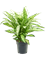 Dieffenbachia 'Vesuvius' Bush, 41413 - Foto 82514